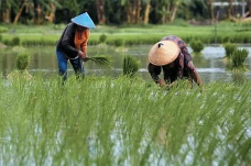 Kementan: Magelang Penghasil...