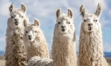 Llama Punya Antibodi...