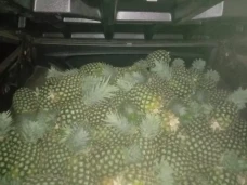 Curi Buah Nanas, Satpam...