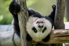 8 Fakta Unik Panda,...