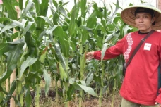 Petani di Brebes Semringah,...