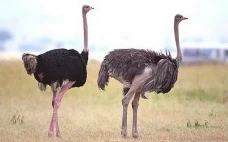 10 Fakta Unik Burung...