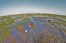 Food Estate Dianggap...