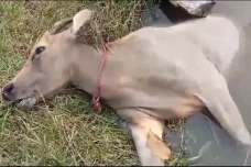 Diserang Nyamuk Banjir,...