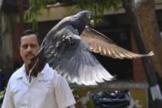 Mengenal Merpati Mata-Mata...