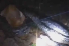 Ular Piton 7 Meter Masuk...