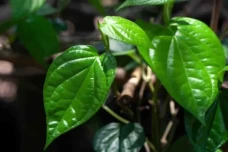 5 Manfaat Daun Sirih,...