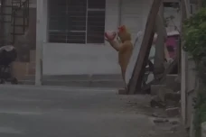 Viral! Aksi Polisi Nyamar...