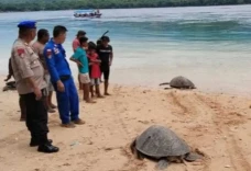 Terciduk Tangkap Penyu...