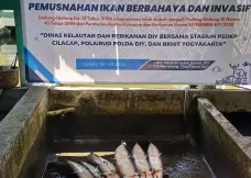 KKP dan Pemda DIY Musnahkan...