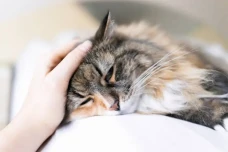 11 Penyakit pada Kucing...