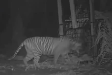 Tim Rescue TSI Cari...