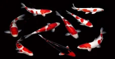 Kenapa Ikan Koi Suka...