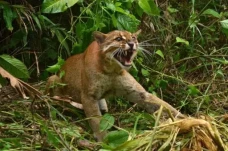 6 Jenis Kucing Hutan...
