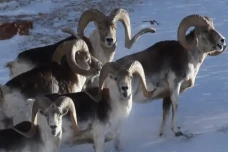 Marco Polo, Domba yang...