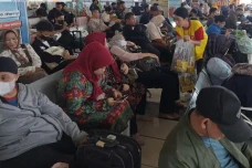 Bejo Jahe Merah Beri...