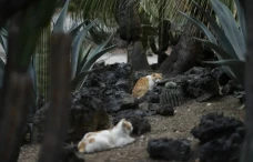 19 Kucing Liar di Istana...