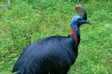 6 Burung Paling Berbahaya...
