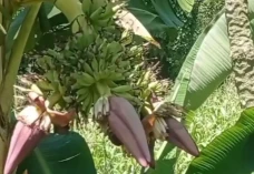 Unik, Pohon Pisang di...