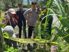 Kedapatan Tanam Ganja...