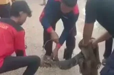 Penampakan Biawak 1...