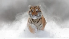Apakah Harimau Adalah...