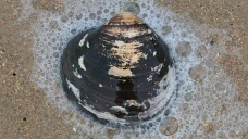 Kerang Raksasa Ini Lahir...