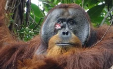 Ahli Temukan Fakta Orangutan...