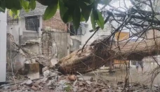 Pohon Beringin Raksasa...