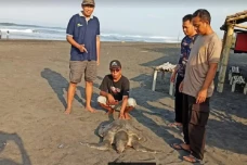 Penyu Berukuran Jumbo...