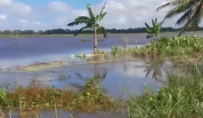 Banjir Merauke Rendam...