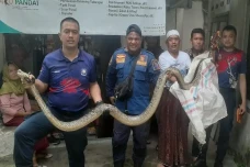 Geger! Ular Sanca Sepanjang...