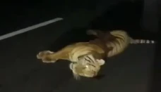 Viral! Mobil Tabrak...