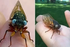 Jangkrik Langka Bermata...