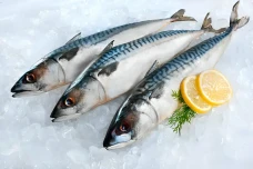 8 Ikan yang Boleh Dimakan...