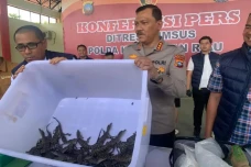 52 Ekor Anak Buaya Muara...