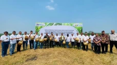 Tanam Bibit Tebu di...