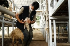Pastikan Kurban Sesuai...