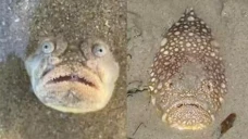 Ikan Berwajah Menakutkan...