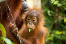 Malaysia Gunakan Orangutan...