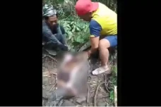 Ular Piton 5 Meter Telan...