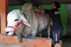 Jokowi Beli Sapi Kurban...