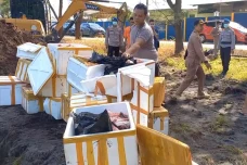 Modus Baru! Daging Babi...