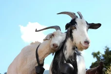 5 Daerah Penghasil Kambing...