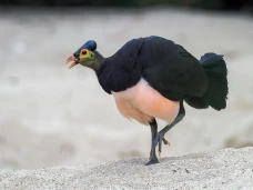 Inilah Burung yang Terancam...