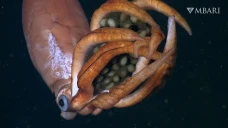 Cumi-cumi Raksasa Laut...