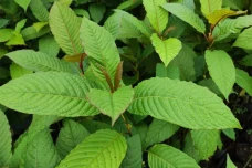 Mengenal Narkoba Kratom...