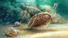 Fosil Trilobita Berusia...