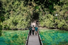 Pulihkan Habitat Ubur-Ubur...