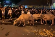 Keraton Solo Gelar Kirab...